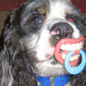 Meet your Posher, Annie